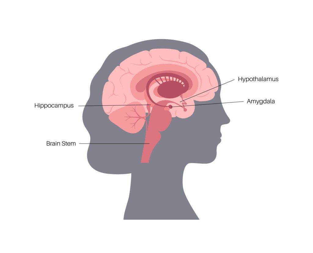 Menopause And Your Brain Health