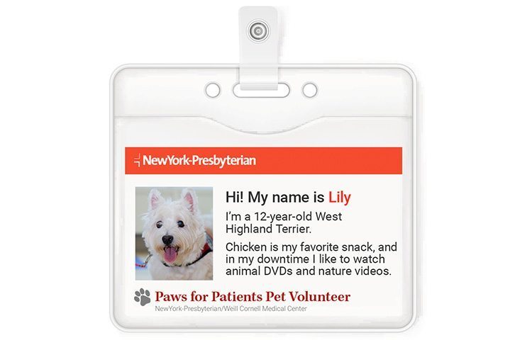 Therapy dog Lily's identification card