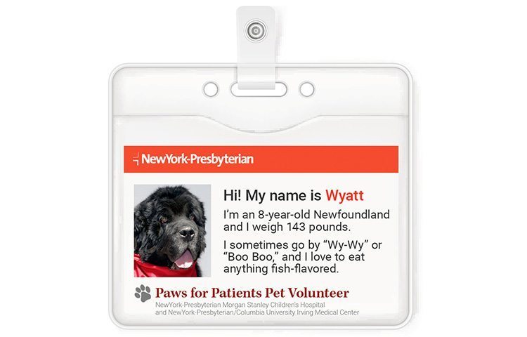 Therapy dog Wyatt's identification card