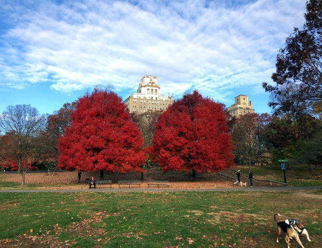 Photo of two red trees in a park