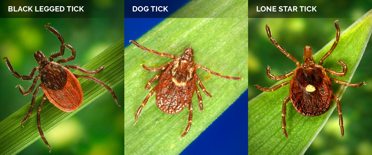 Three photos showing the differences between the Black Legged tick, Dog tick and Lone Star tick.