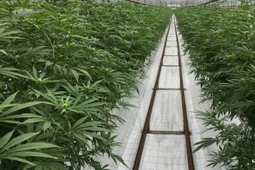 Marijuana crops