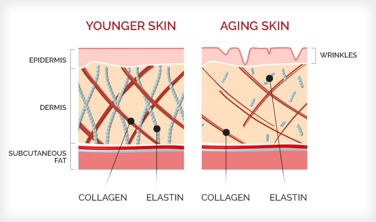 Infographic showing the differences between younger skin and older skin
