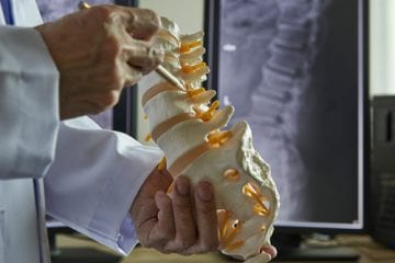A model of the human spine