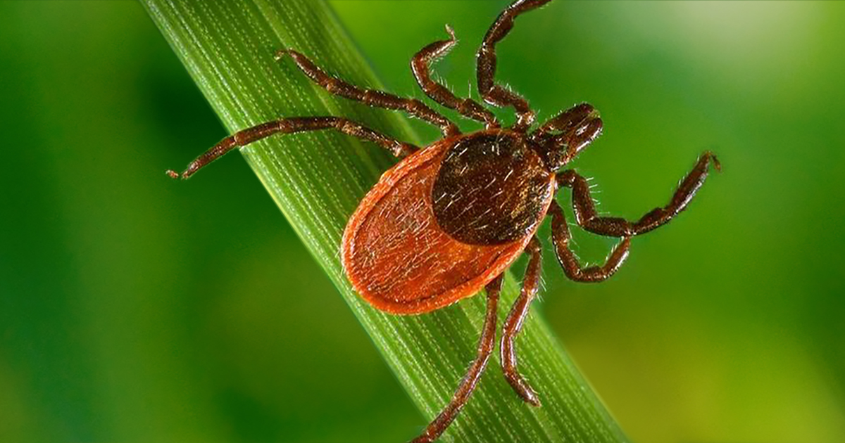 Babesiosis: This Tick-Borne Disease is on the Rise