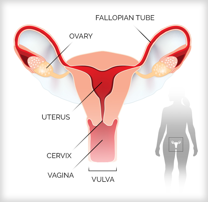 Infographic of the female reproductive system