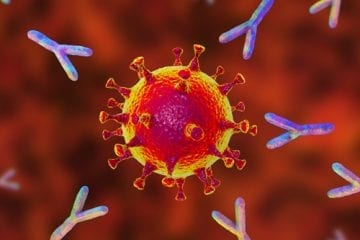 Immune response to coronavirus