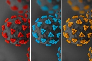 three images of the coronavirus representing the new COVID-19 variants