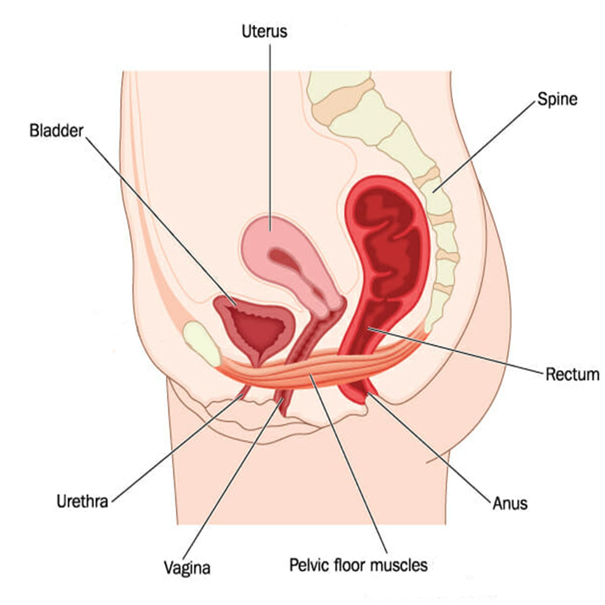 graphic of pelvic floor organs and muscles