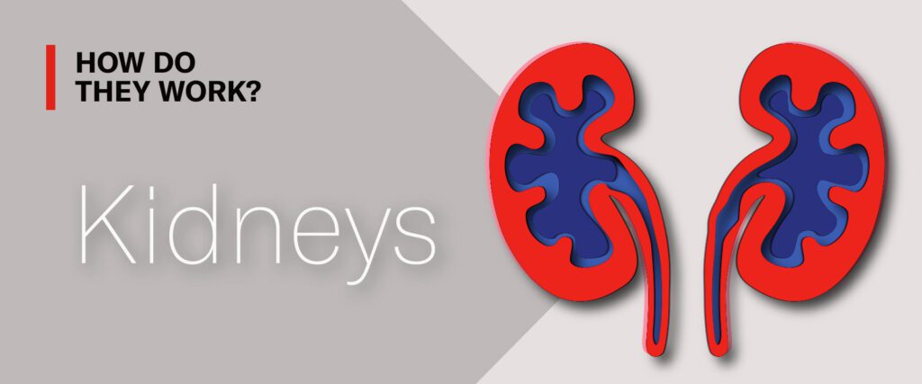 Understanding How Kidneys Work and How to Keep them Healthy