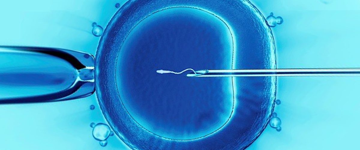 Image of the process of in vitro fertilization, or IVF, where a an egg is being fertilized with a sperm cell.