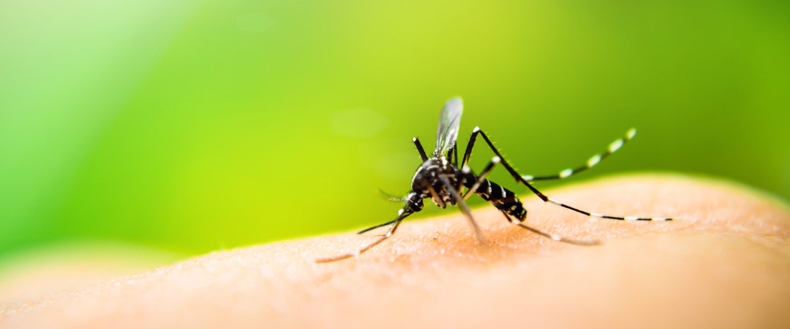 How to Keep Mosquitoes Away this Summer – County of Union