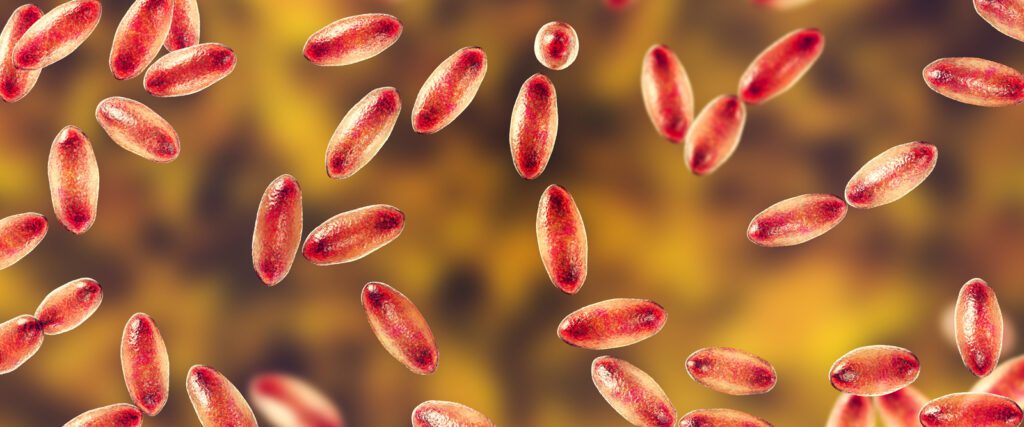 A picture of the bacterium Yersinia pestis, also known as plague.