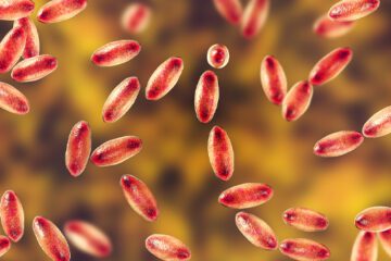 A picture of the bacterium Yersinia pestis, also known as plague.